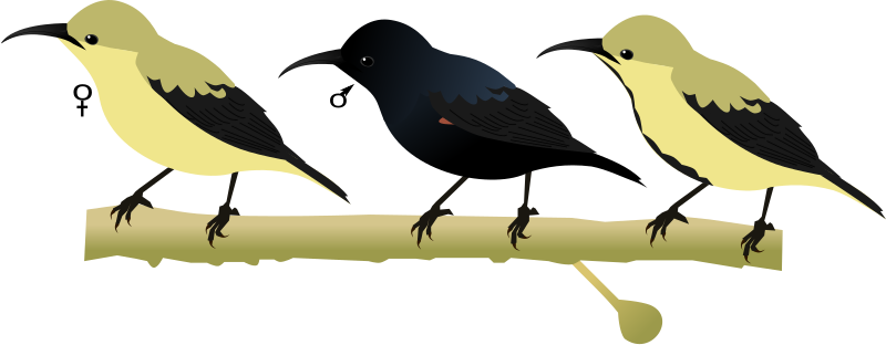 File:Purple Sunbird.svg