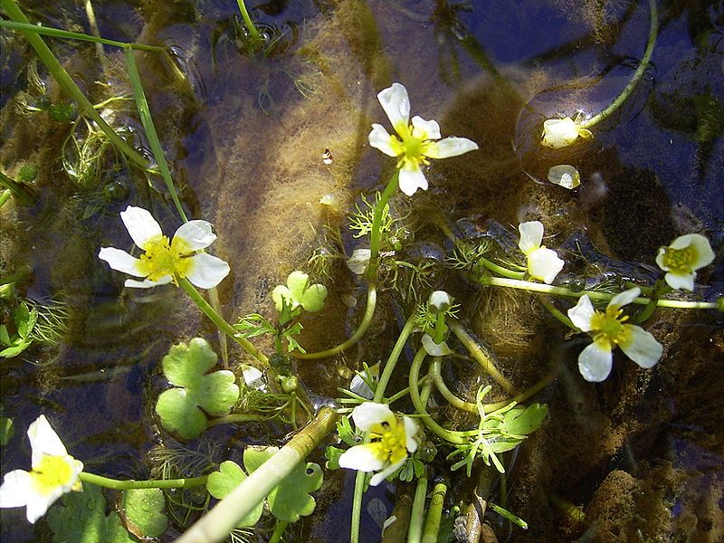 File:Ranunculus aquatilis plant.jpg