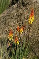 Red hot poker are found in the heathland zone. There are flowers to be found here at all times of year because the seasons are not distinct on the equator.