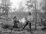 Kven milking a reindeer