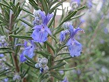 Rosmarinus Officinis