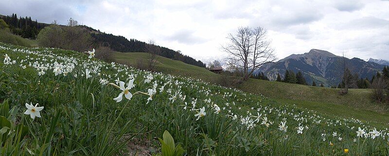 File:Schmalblättrige Narzisse-02.jpg