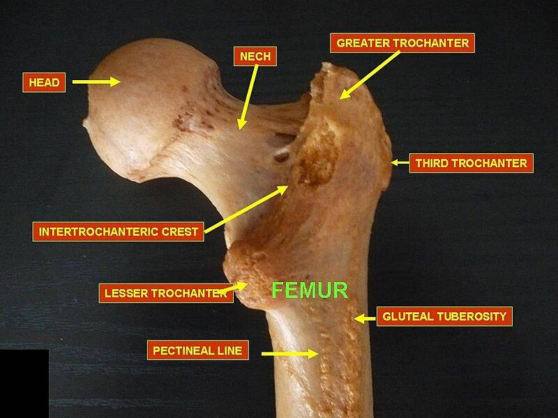 File:Slide16DEN.JPG