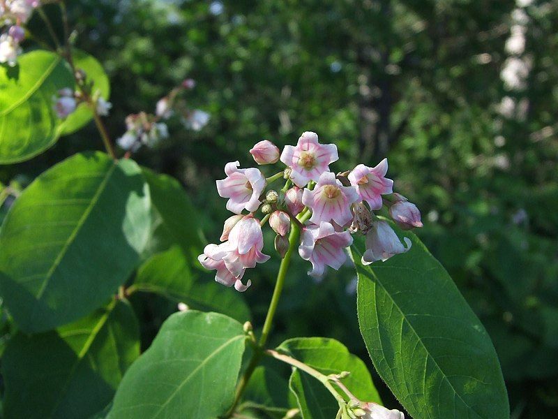 File:SpreadingDogbane.JPG