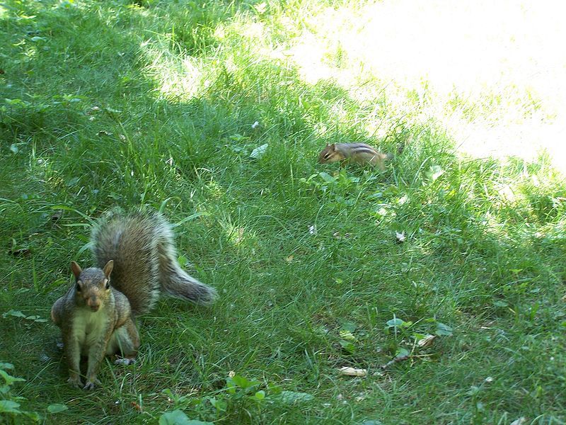 File:Squirrel-chippostfaceoff.jpg