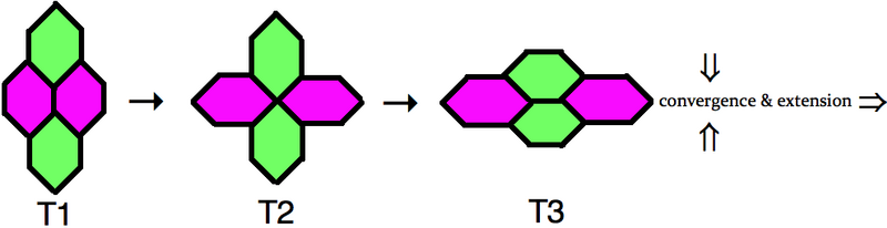 File:T1Junction.png