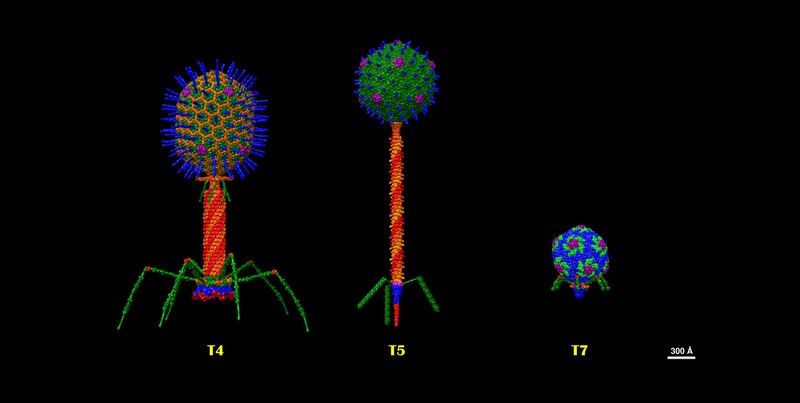 File:T Bacteriophages 2024.tif