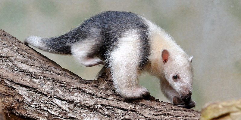 File:Tamandua tetradactyla qtl1-2.jpg