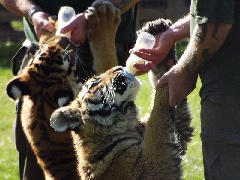 File:Tiger hand rearing.JPG