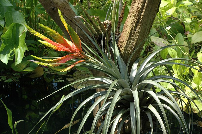 File:Tillandsia fasciculata.JPG