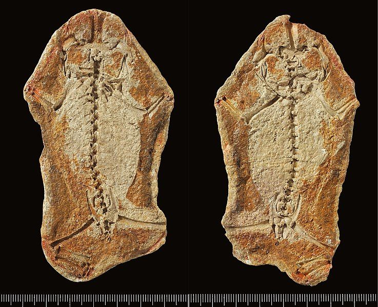 File:Triadobatrachus fossil slabs.jpg