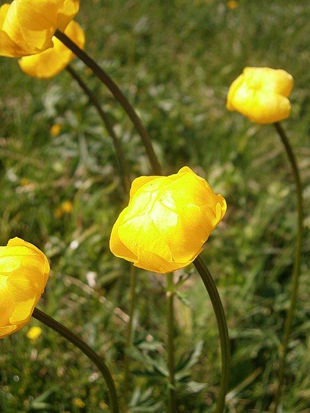 File:Trollius europaeus RHu02.jpg