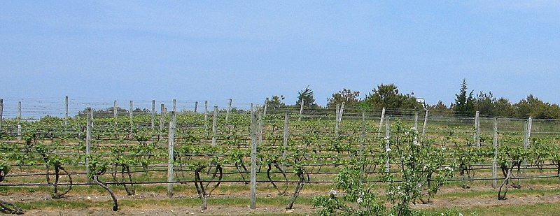 File:Truro vineyard.jpg