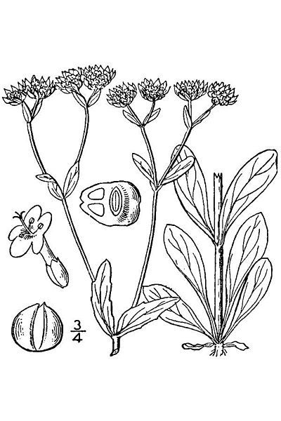 File:Valerianella locusta drawing.jpg