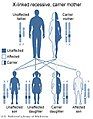 X-linked recessive inheritance, carrier mother