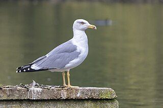 Yellow-legged Gull 2023-10-10.jpg