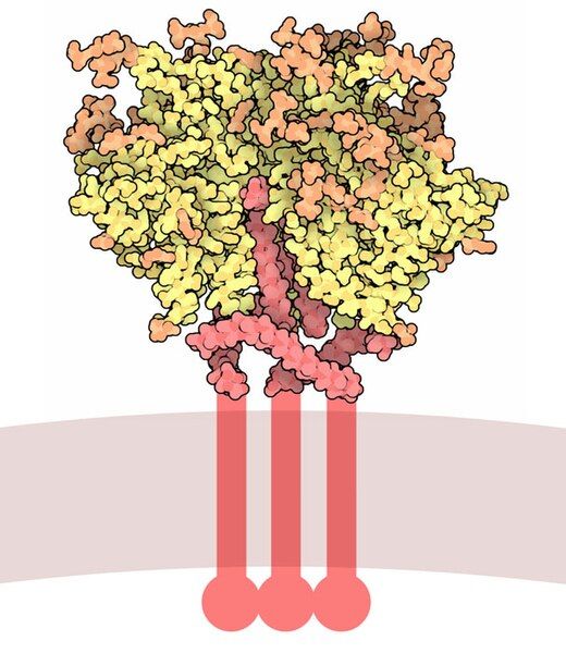 File:169-HIVEnvelopeGlycoprotein-4nco.jpg