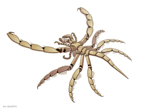 Palaeoisopus problematicus パレオイソプス・プロブレマティクス