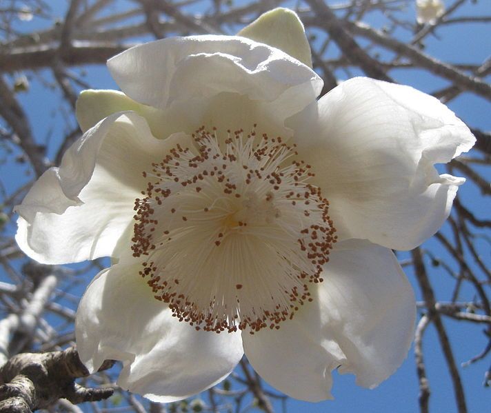 File:Adansonia digitata (1).jpg