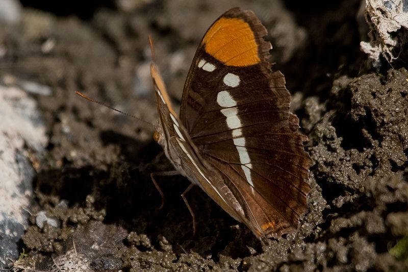 File:Adelpha bredowii (23542405300).jpg