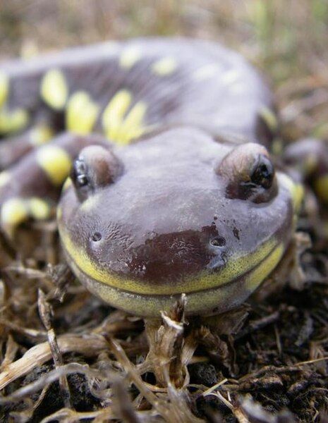 File:Ambystoma californiense.jpeg