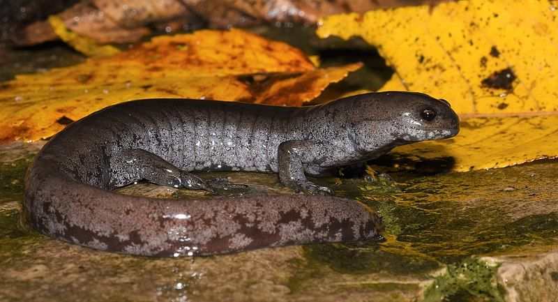 File:Ambystoma texanum 168277250.jpg