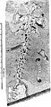 Swiss naturalist Johann Jakob Scheuchzer's Homo diluvii testis in 1726