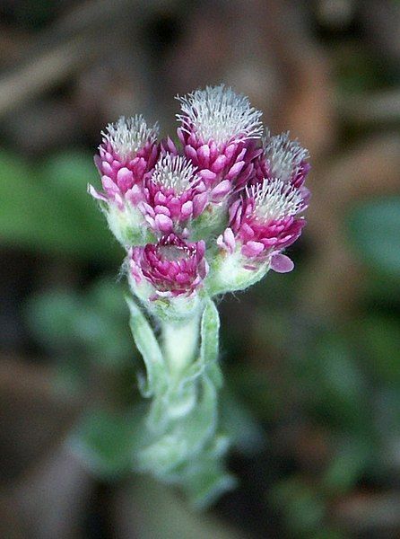 File:Antennaria dioica.jpg