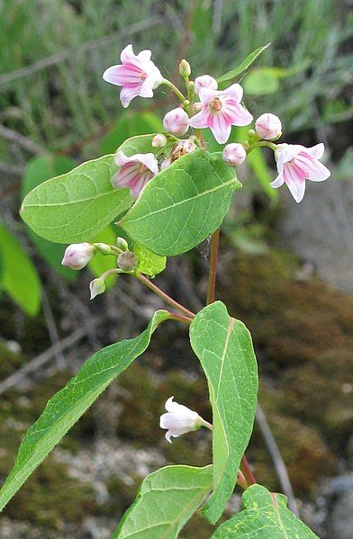 File:Apocynum androsaemifolium RF.jpg