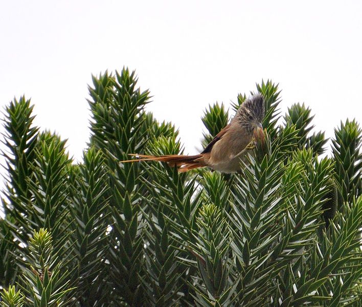 File:Araucaria spinetail tit.jpg