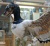 A model of Archaeopteryx lithographica on display at the Oxford University Museum