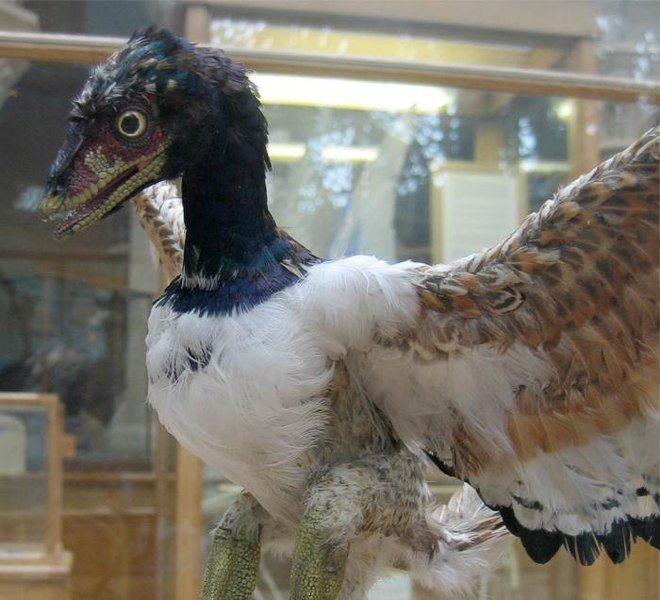 File:Archaeopteryx-model.jpg