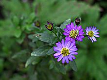 Purple, star-shaped flowers with yellow centres.