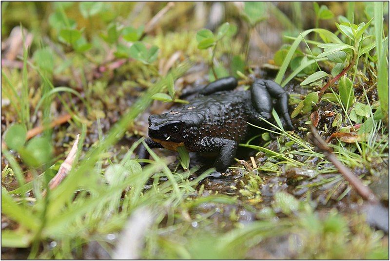 File:Atelopus ignescens 2019.jpg