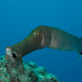 Close-up photo of Trumpetfish head and mouth [19]