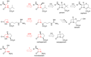 β-lactam closure routes