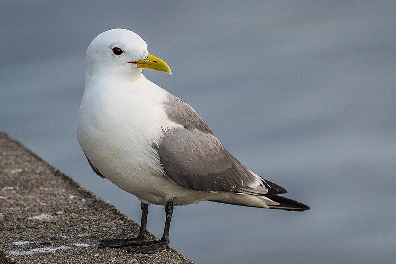 File:Black-legged Kittiwake (17742276573).jpg