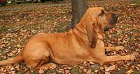 Bloodhound in Poland