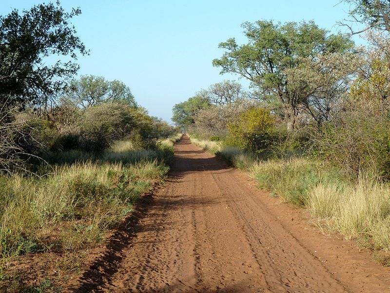 File:Bosveld, Steenbokpan.jpg