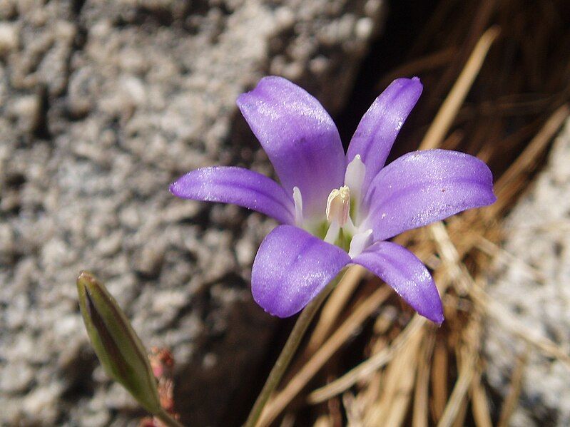 File:Brodiaea elegans.jpg