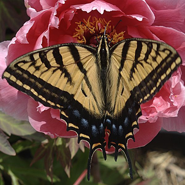 File:Butterfly flower cliche.jpg