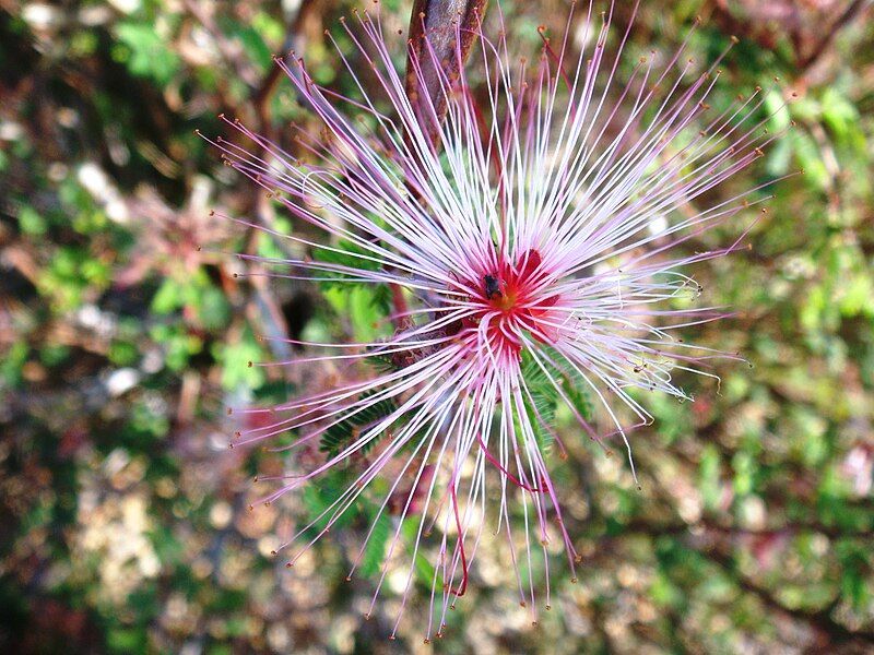 File:Calliandra-eriophylla-20080405.JPG