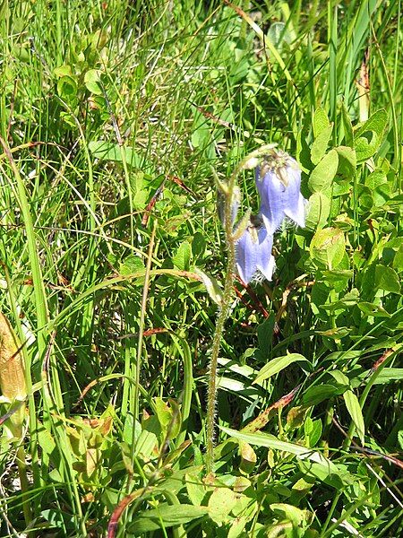 File:Campanula barbata2.jpg