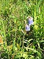 Campanula barbata