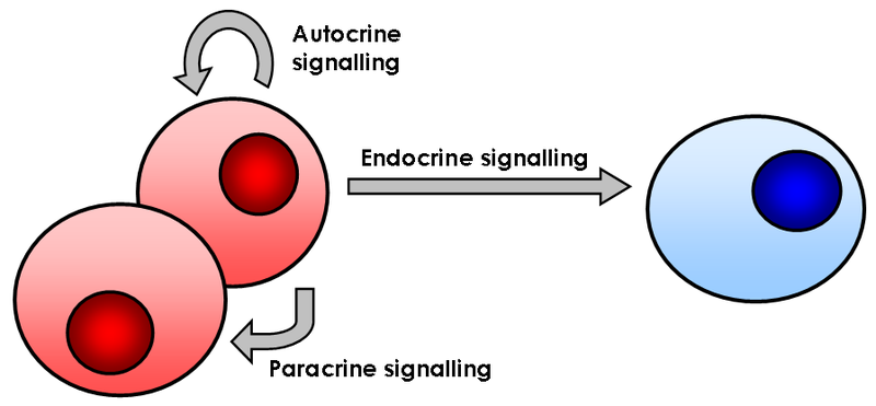 File:Cell signalling.png