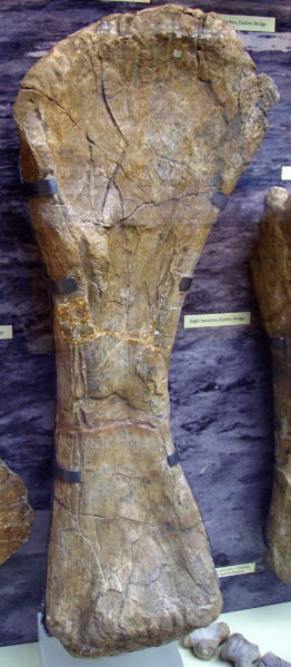 File:Cetiosaurus rt humerus2.png