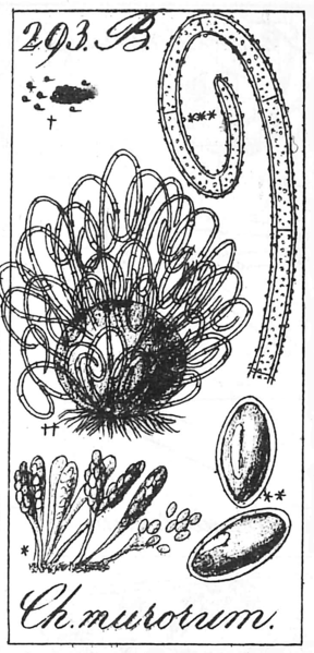 File:Chaetomium murorum.png