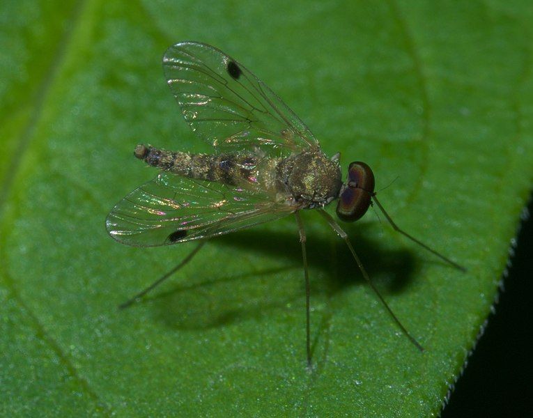 File:Chrysopilus modestus P1410546a.jpg