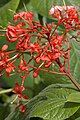 Clerodendrum speciosissimum