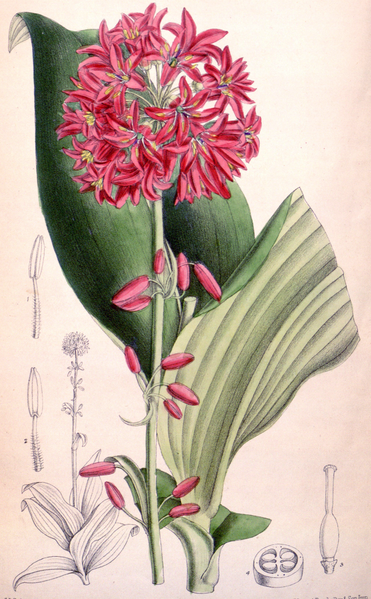 File:Clintonia andrewsiana cbm.png